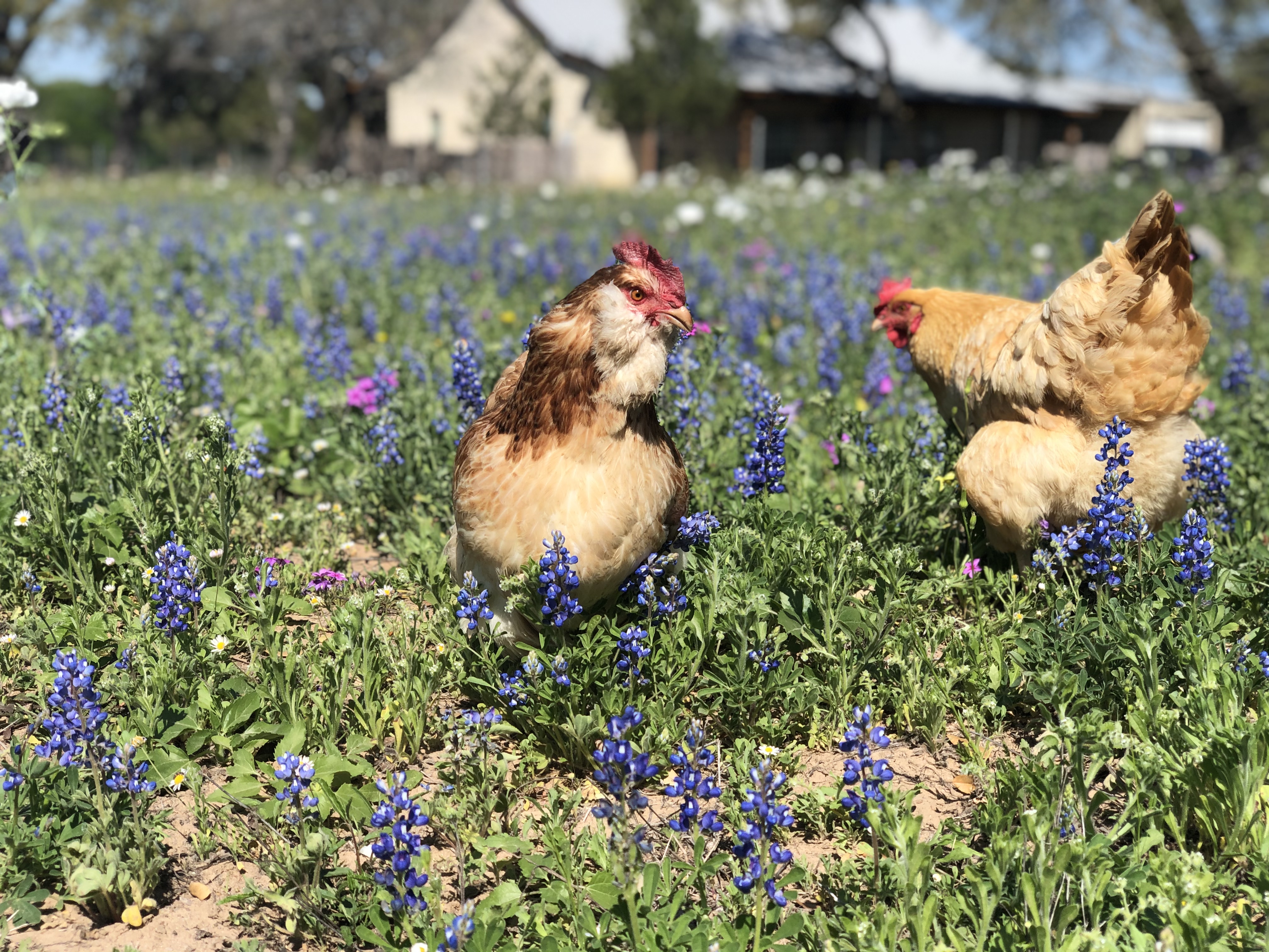 Bluebonnets and chickens